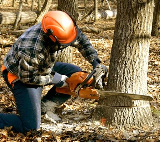Tree Removal in Merkel, TX